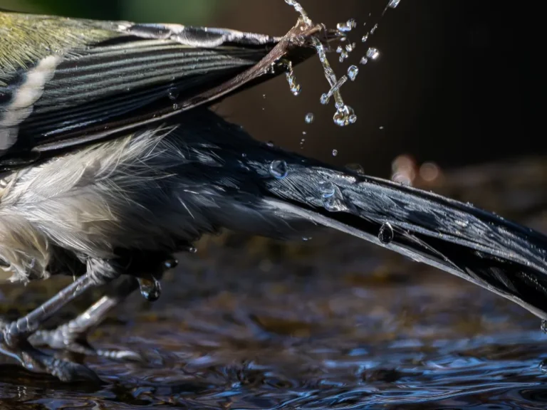 シジュウカラの写真