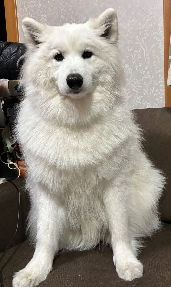 サモエドの写真