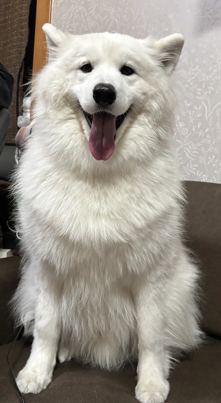 サモエドの写真