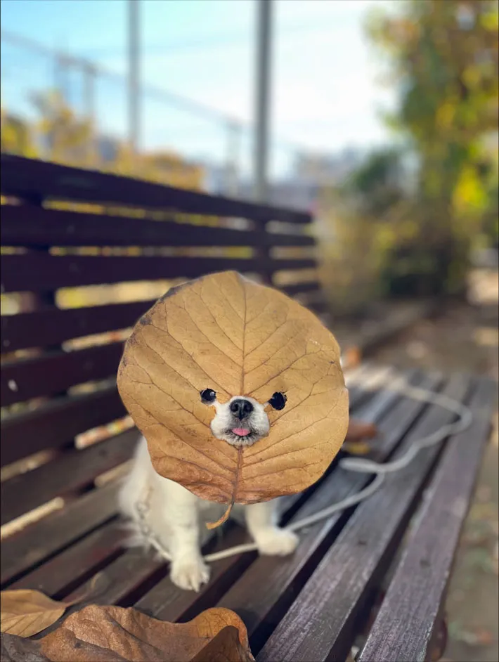 chicotoさんの投稿写真