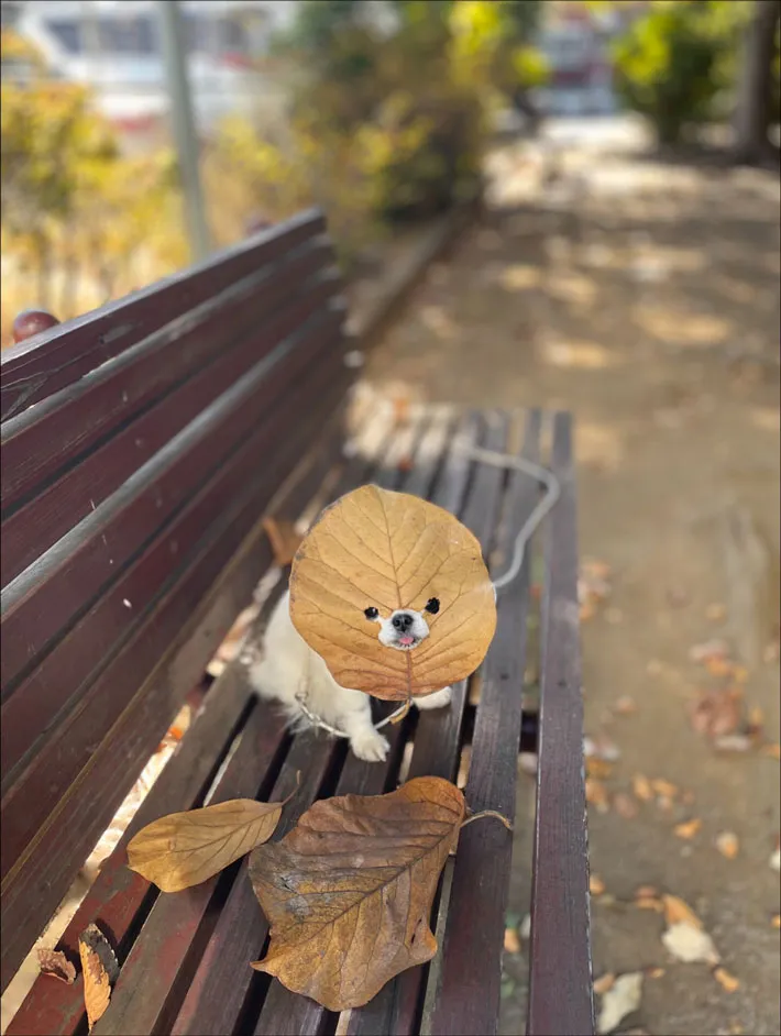 chicotoさんの投稿写真