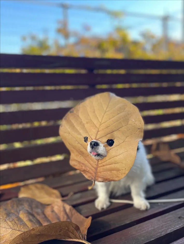 chicotoさんの投稿写真