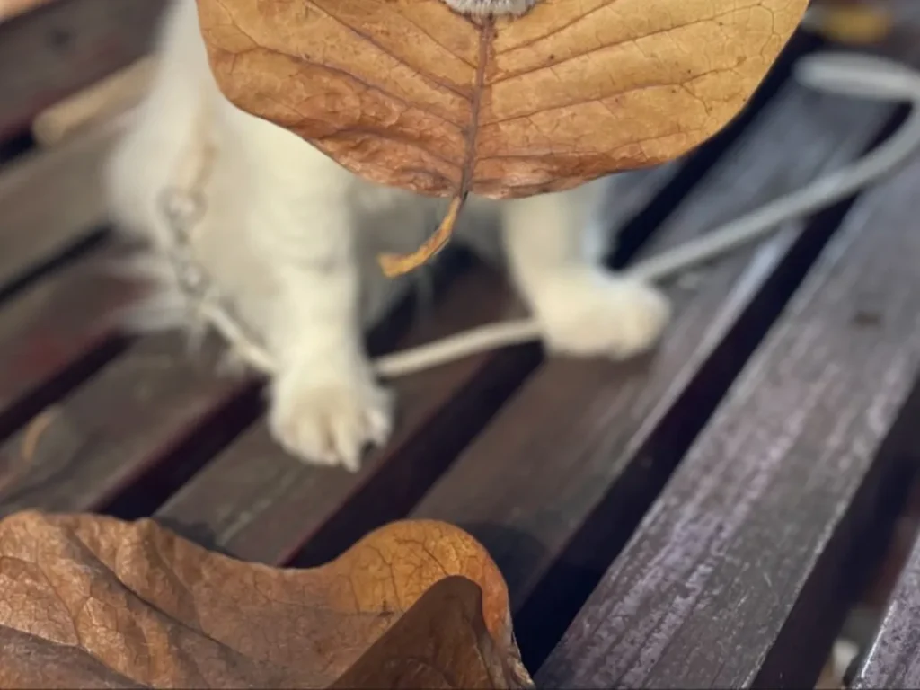 chicotoさんの投稿写真