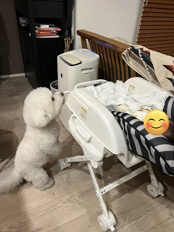 子供とビション・フリーゼの写真