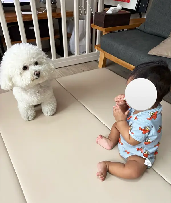 子供とビション・フリーゼの写真