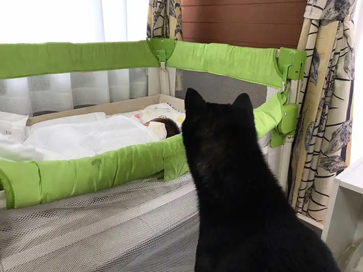 柴犬と赤ちゃんの写真