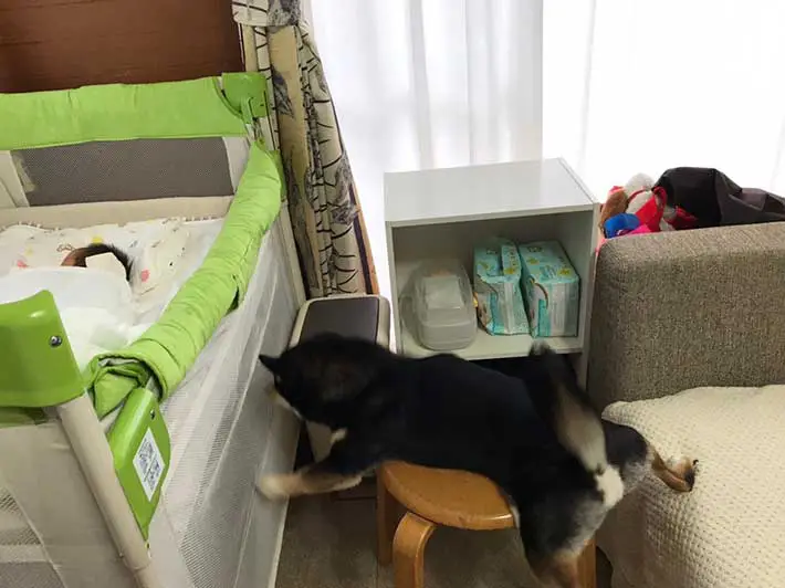 柴犬と赤ちゃんの写真