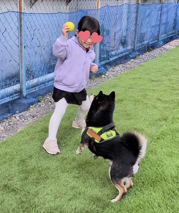 柴犬と子供の写真