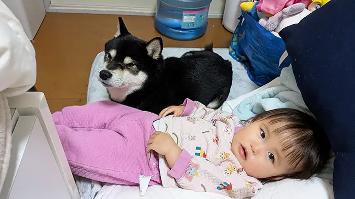 柴犬と子供の写真