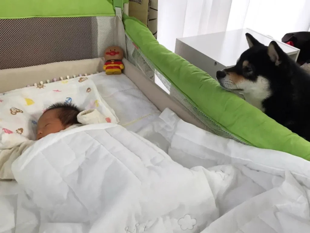 柴犬と赤ちゃんの写真