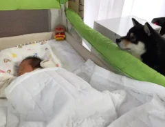 柴犬と赤ちゃんの写真