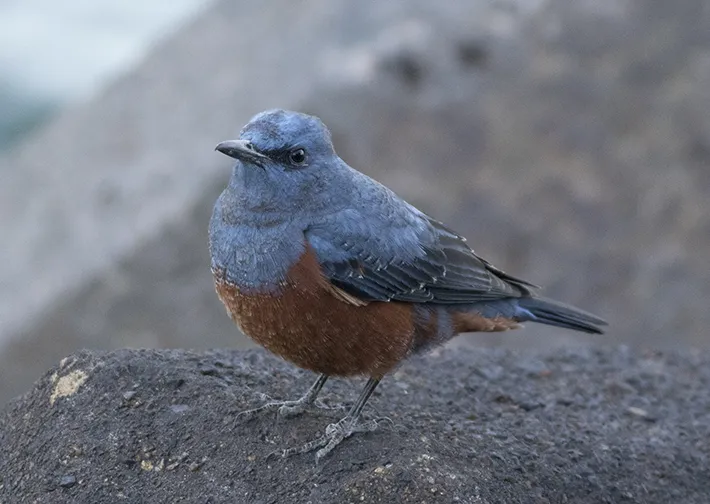 冬にふっくらとした体になったイソヒヨドリの写真