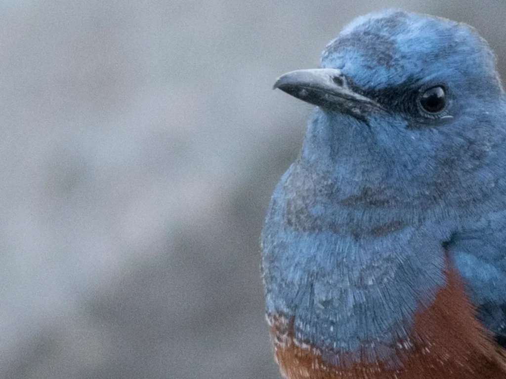 冬にふっくらとした体になったイソヒヨドリの写真