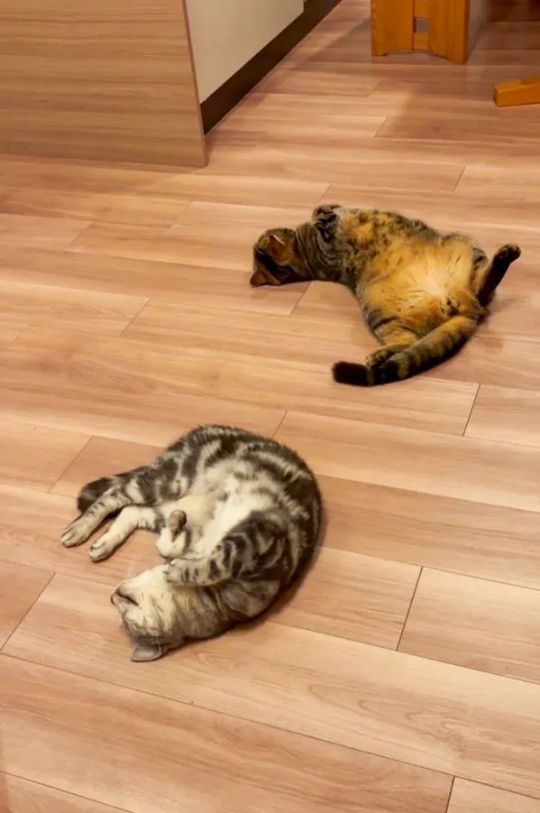 暖かい床の上で寝転ぶ2匹の猫の写真