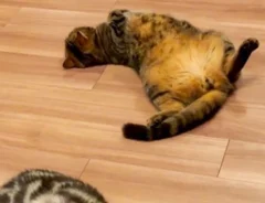 暖かい床の上で寝転ぶ2匹の猫の写真