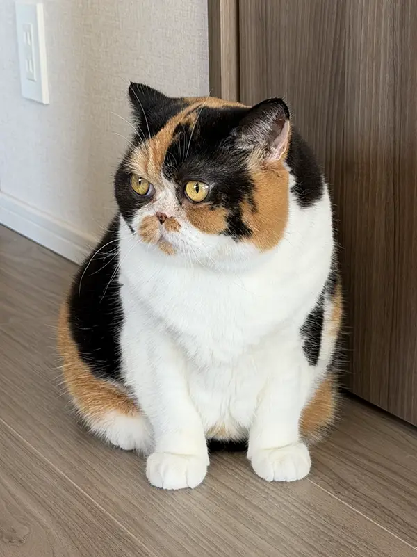 ブリティッシュショートヘアの写真