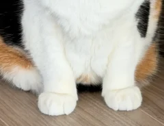 動物病院で猫を見たおばあさんが？　飛び出た一言に「けしからん」「完全に同意」