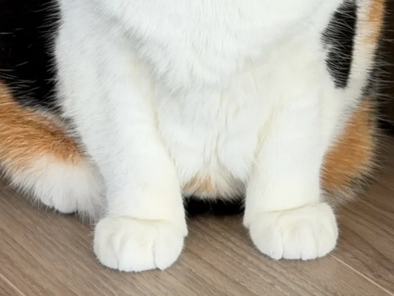 ブリティッシュショートヘアの写真