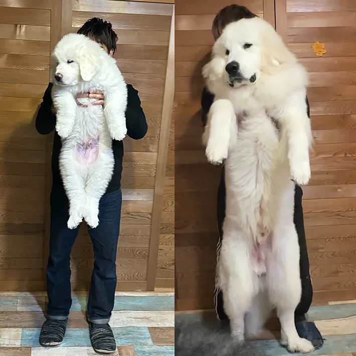 子犬の成長写真