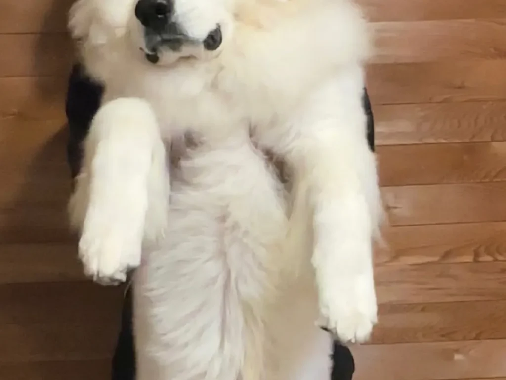 子犬の成長写真