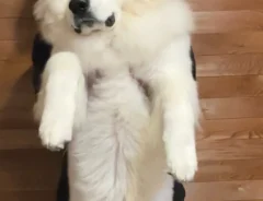 子犬の成長写真