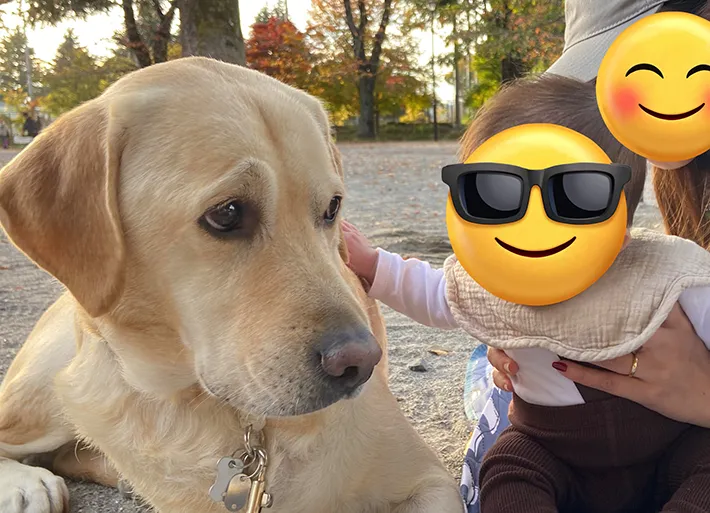 困り顔の犬の写真