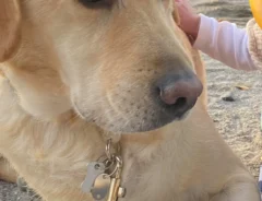 赤ちゃんに触れられた大型犬　見せた顔が…「アニメでしか見たことない顔」「最高」