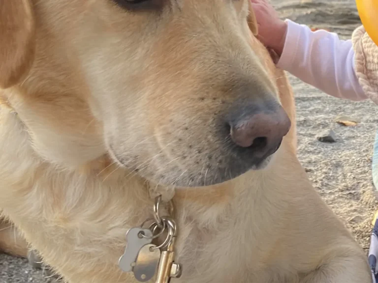 困り顔の犬の写真