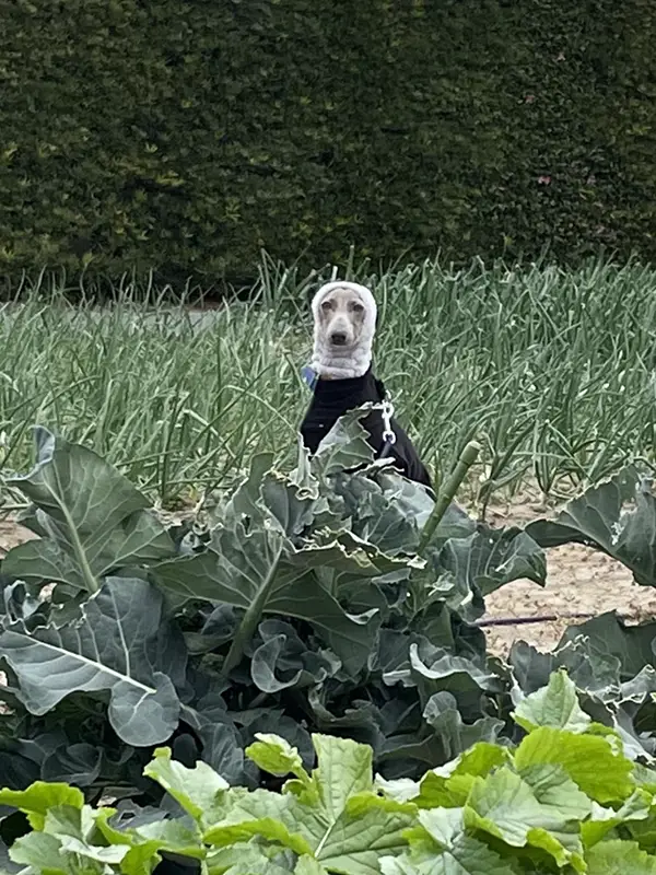 イタリアン・グレーハウンドの写真