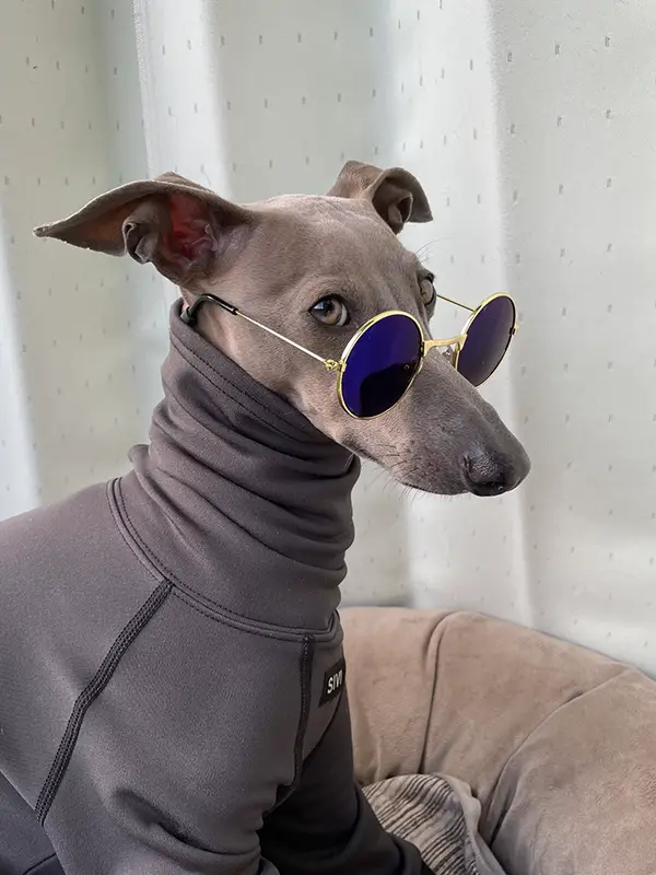 イタリアン・グレーハウンドの写真