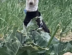 イタリアン・グレーハウンドの写真