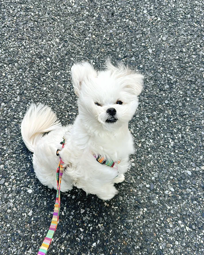 風を受ける犬の写真