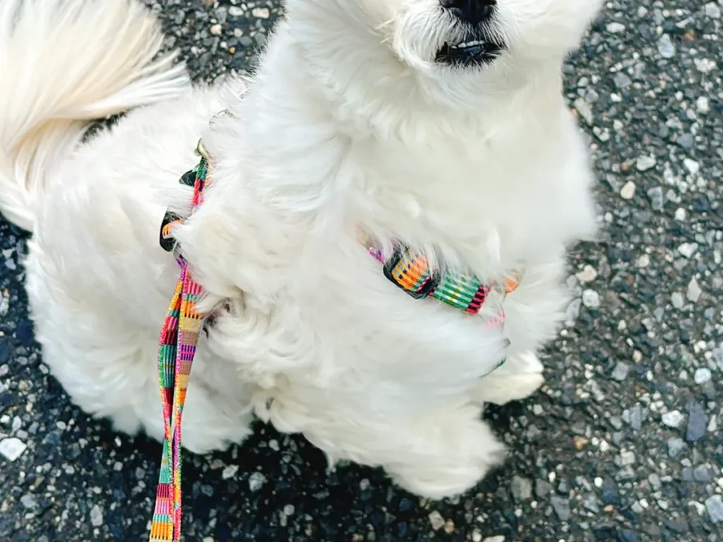風を受ける犬の写真