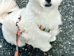 風を受ける犬の写真