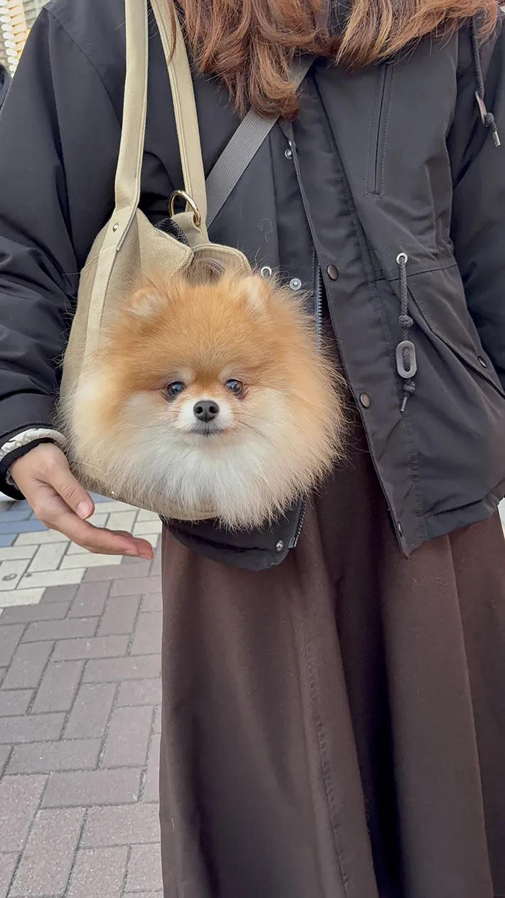 ポメラニアンの画像