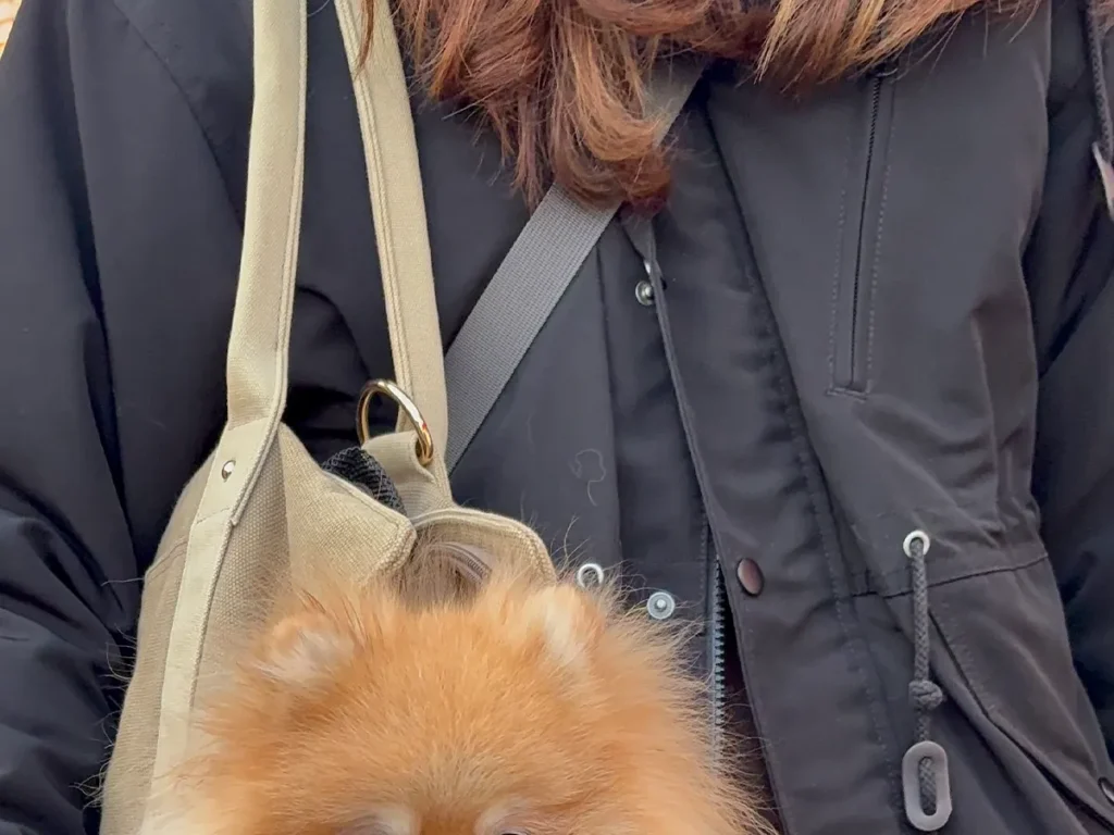 ポメラニアンの画像