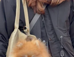 ペット用のトートバッグに入ったポメ　顔をのぞかせた姿がまるで…「絶対二度見する」