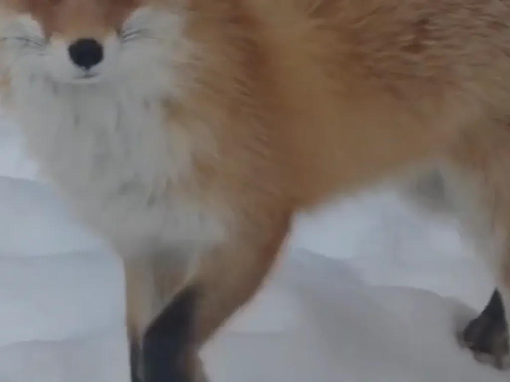 北きつね牧場のキツネの画像