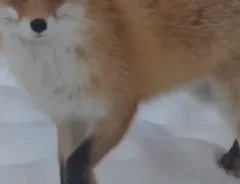 撮影者「やりおるわ…」　北海道のキツネが見せた姿に「これはあざとい」「最高のファンサ」