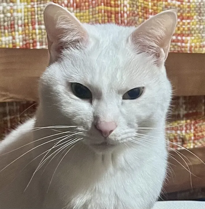 怒っている猫の写真