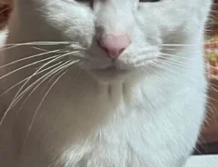 猫に鼻を近付けた飼い主　予期せぬ事態が起こって…「笑った」「しばらく根に持つ顔している」