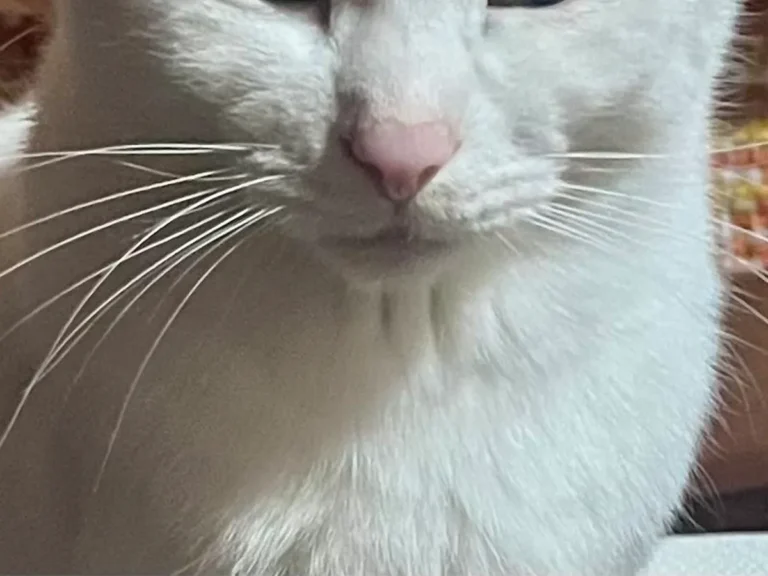 怒っている猫の写真