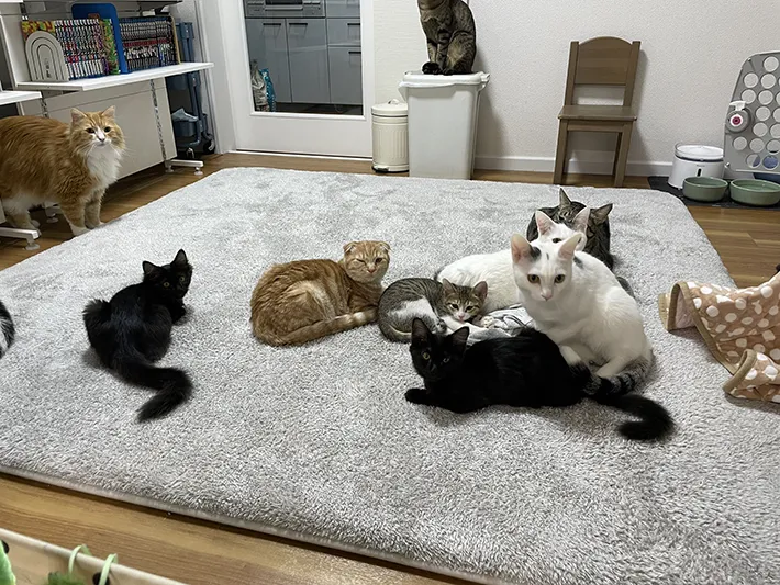 猫カフェmfmfの店内の画像