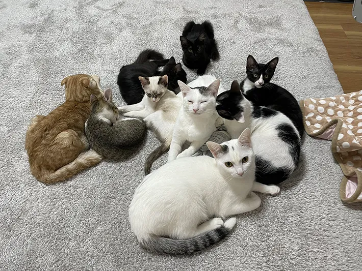 猫カフェmfmfの店内の画像