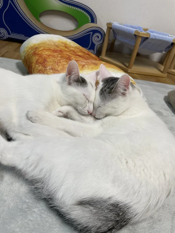 猫カフェmfmfの店内の画像