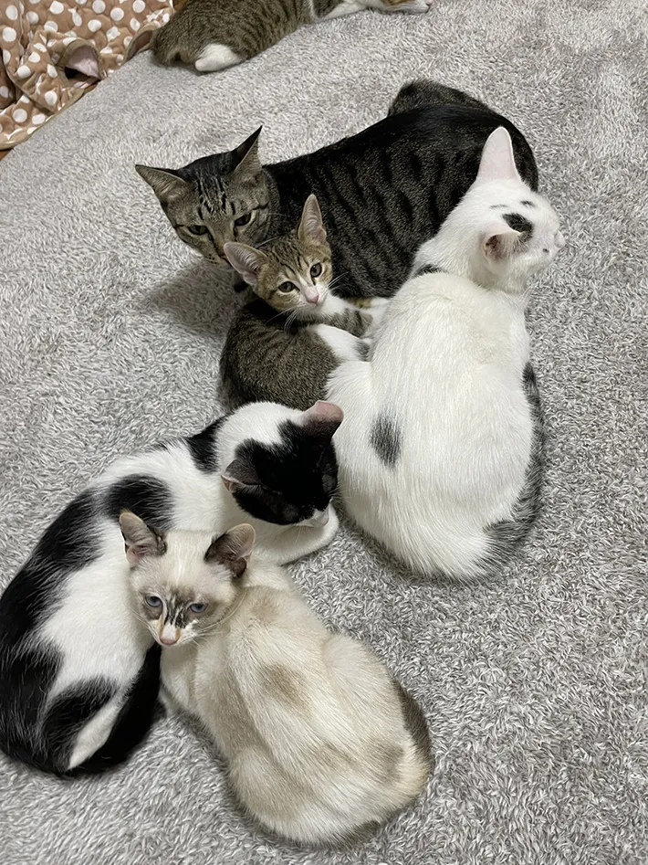 猫カフェmfmfの店内の画像