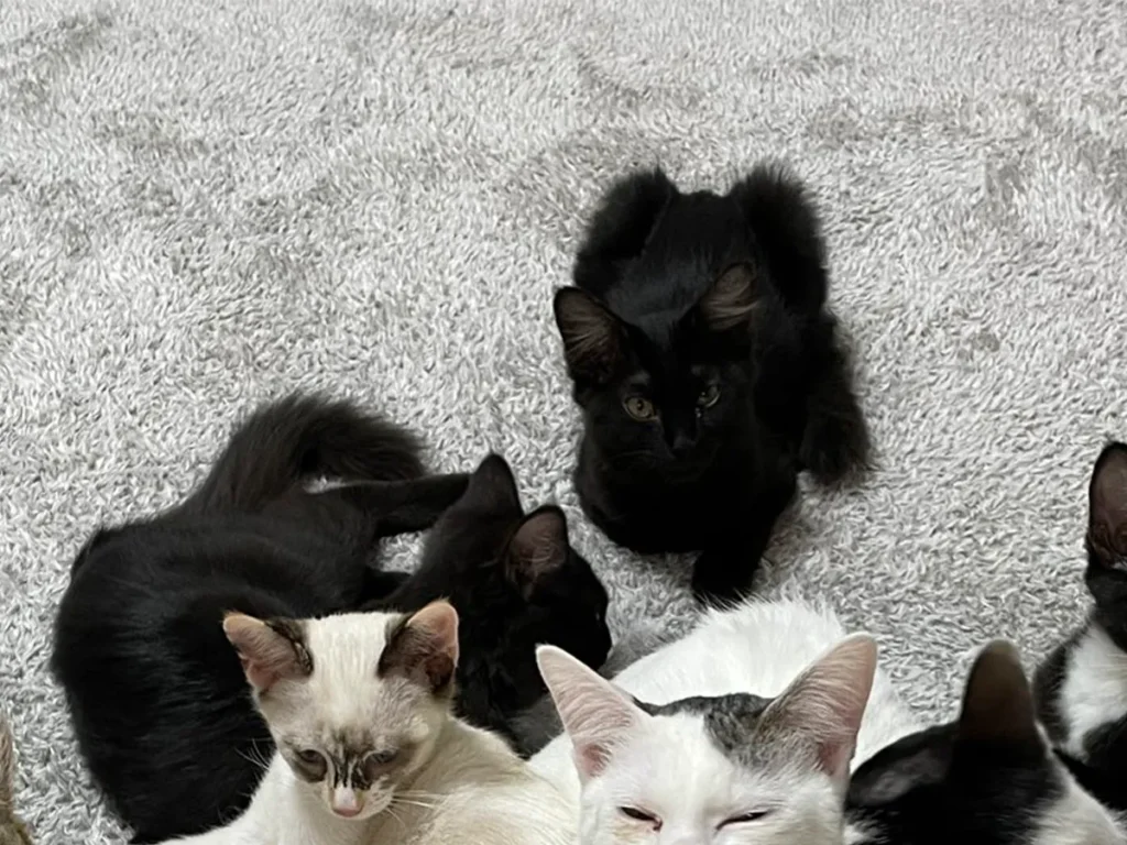 猫カフェmfmfの店内の画像