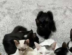 猫カフェmfmfの店内の画像