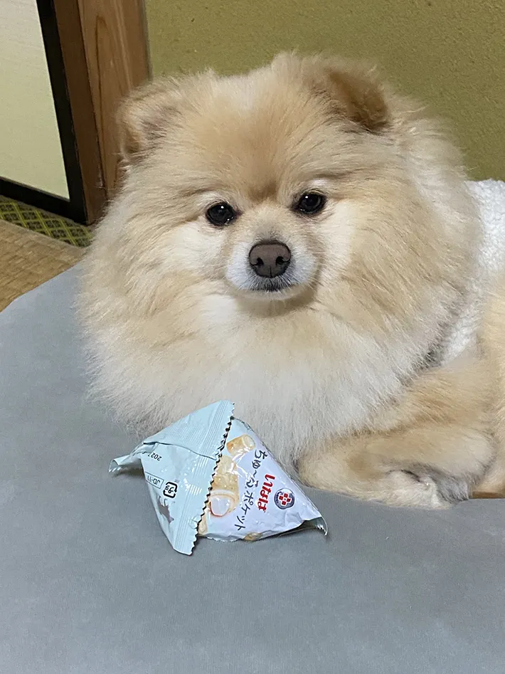 ポメラニアンの写真