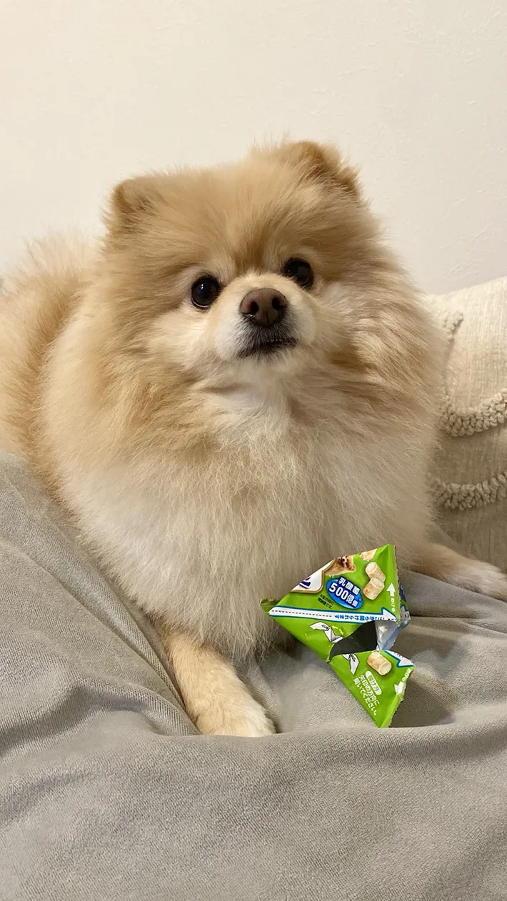 ポメラニアンの写真